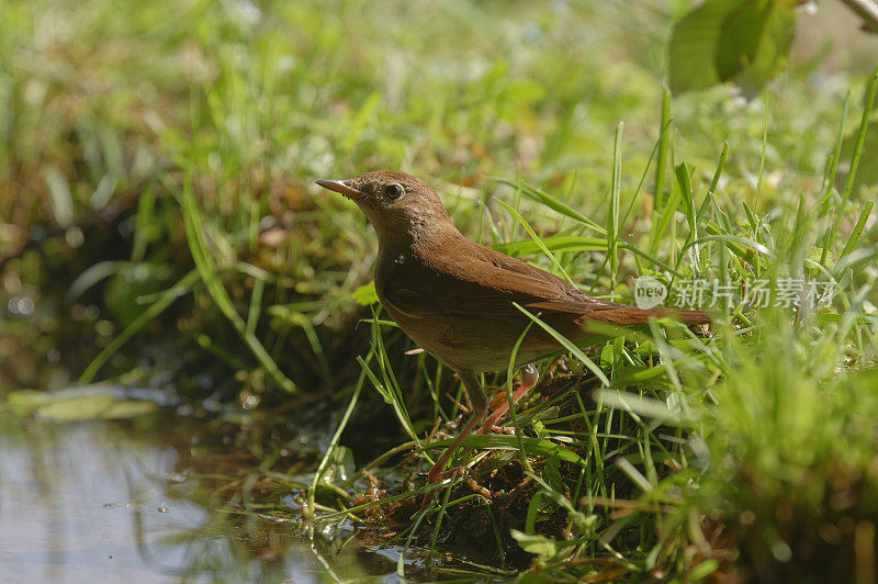 夜莺（Luscinia megarhynchos）